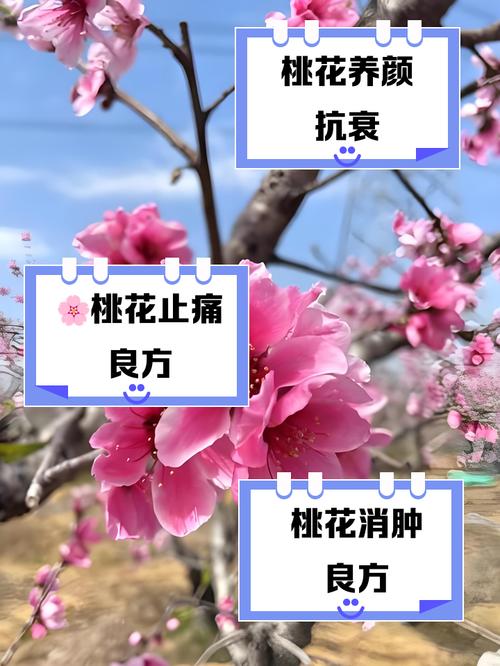 家里種桃花對姻緣有什么好處 養什么花帶來姻緣