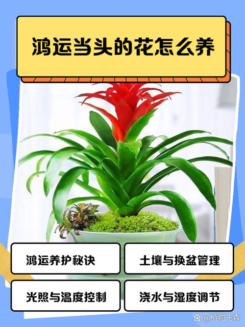 怎樣風水招姻緣 家中養花有利于感情
