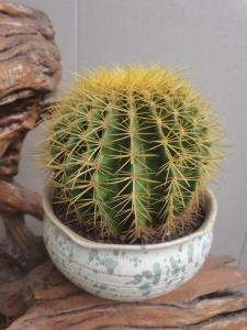 斬爛桃花的風水擺件 仙人球改善爛桃花