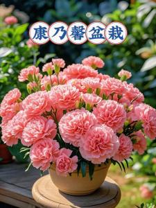 男人養(yǎng)什么花招桃花運  養(yǎng)殖康乃馨增添氣色