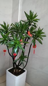 結(jié)婚客廳擺放什么綠色植物好 百合竹喻意健康平安