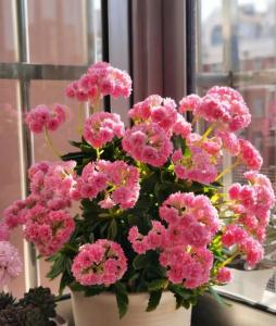 家里養什么花好?