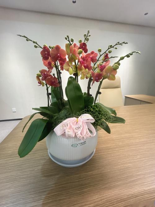 適合辦公桌擺放的花   辦公桌上的花宜太香