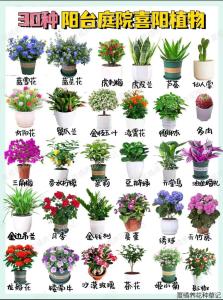 適合放在陽臺養的花有哪些