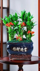 辦公室盆栽風水 富貴竹吉祥如意聚財發福
