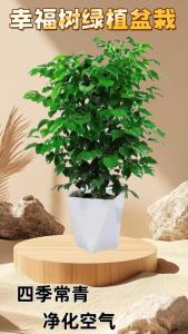 家里養(yǎng)什么吸風(fēng)水旺財(cái) 幸福樹(shù)寓意吉利