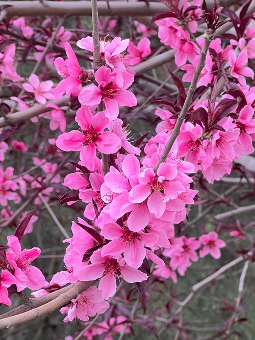2020農歷二月十九有桃花嗎