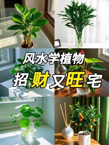 火命養什么植物旺財 植物風水