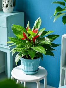 2021補金最旺的植物 缺金的人家里適合養什么植物
