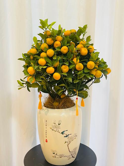 旺財家居風(fēng)水植物擺放 金桔樹招財進(jìn)寶
