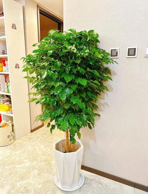 旺財旺宅旺事業的植物 客廳鮮花添和氣