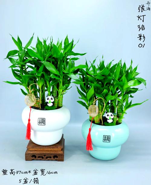 適合擺臥室的植物風(fēng)水 富貴竹代表花開富貴