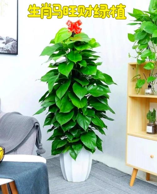 家里綠植風水好又旺財 綠蘿可以招財進寶