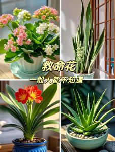 哪些植物適合在臥室養殖 適合養的花草植物有哪些