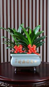 家里種什么植物風水好 君子蘭高貴水仙聚財
