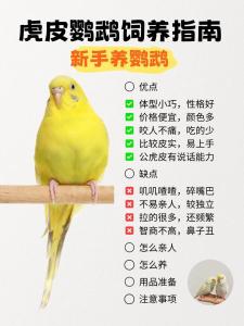 家里養什么鳥可吸風水旺財  金絲畫眉虎皮鸚鵡最佳