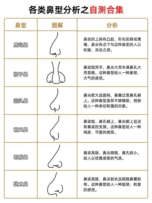 十種鼻型分類圖詳細解析