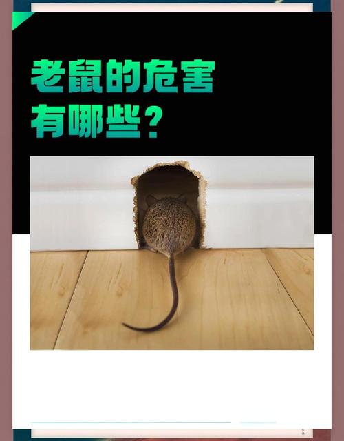 屬鼠2024年有什么災難 2024年鼠今年有一難嗎