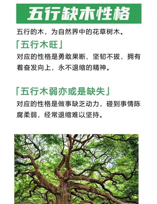 八字一個木都沒有的人 女命五行缺木說明什么