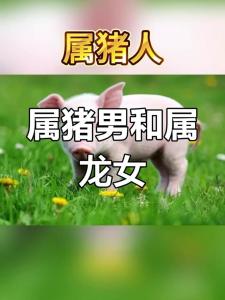 生肖龍女和生肖豬男配對(duì)建議 女生肖龍和男生肖豬配嗎