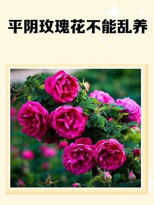 玫瑰花的風水禁忌  莫置于大門之口