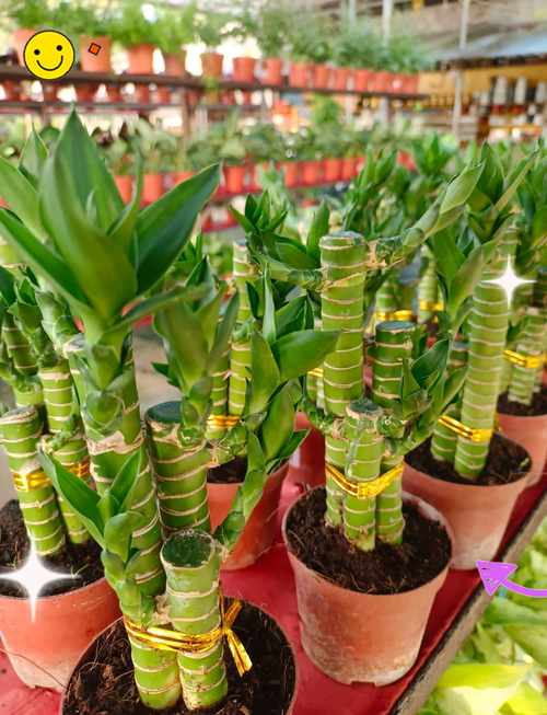 店鋪門口放什么植物招財 富貴竹財運滾滾
