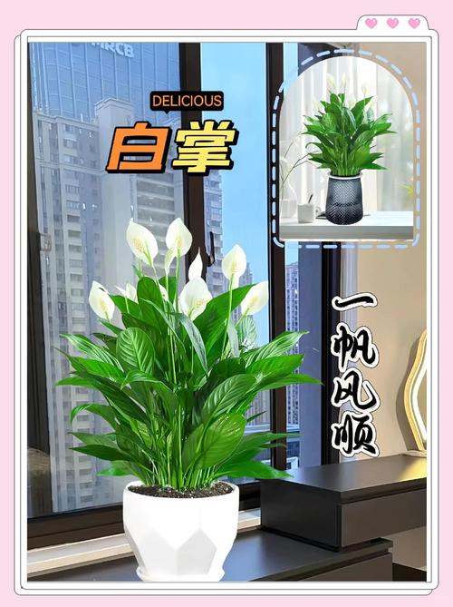 風(fēng)水上可以放在臥室的花有哪些  白掌穩(wěn)定氣場