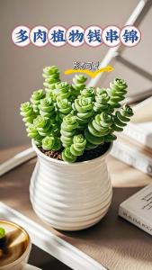 家里放什么植物好招財 多肉錢串財源滾滾