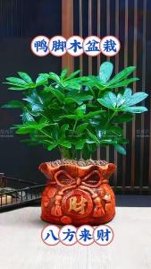 店鋪養什么花招財并聚財  招財樹財運滾滾