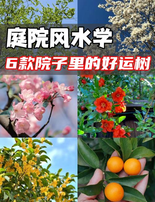 坐北朝南院子東邊種什么樹風水好