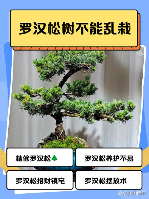 松樹風水禁忌 松樹盆景風水注意事項