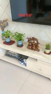 電視柜適合擺放什么植物