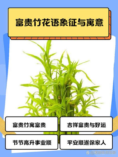 富貴竹有哪些風水作用  竹語大吉大利花開富貴