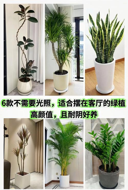 客廳綠植放什么好 室內養什么花好還能凈化空氣