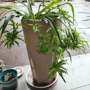 大門朝向不好該怎么處理  門口可以擺放吊蘭
