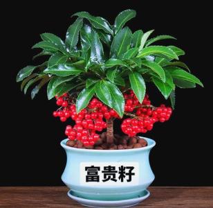 家里面養什么花好財運好 黃金萬兩富貴吉祥