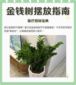 金錢樹擺放的三大風水禁忌 擺放方位有說法