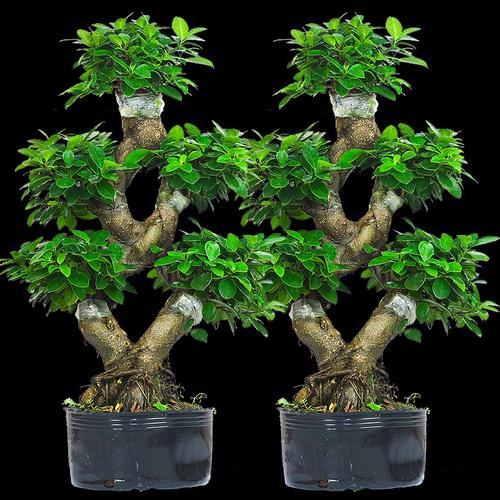 適合種植物的八字