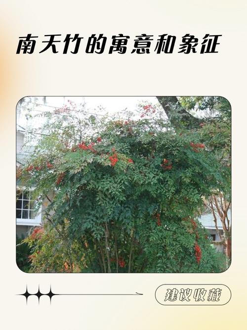 門前有竹子吉利嗎,門前有大樹蔓藤吉利嗎