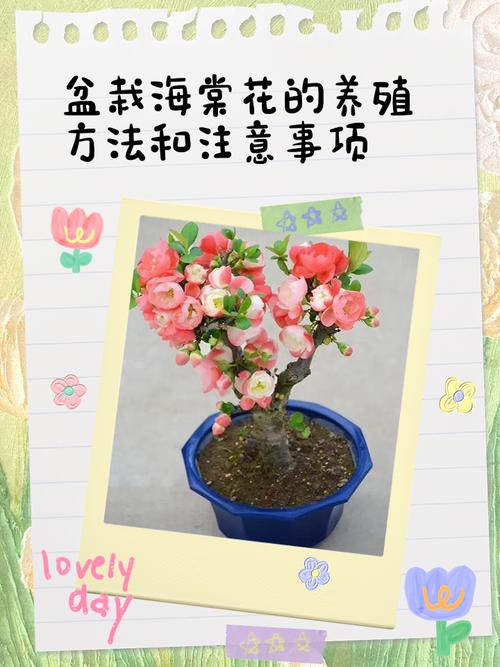海棠花盆栽的養殖要點有哪些