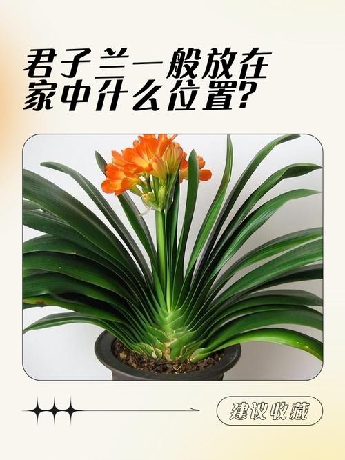 君子蘭擺放禁忌,君子蘭放臥室好嗎?