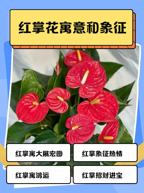 紅掌風(fēng)水?dāng)[放禁忌 有什么寓意