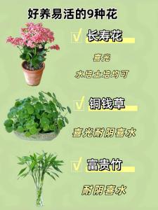 好養(yǎng)的花有哪些,什么花最好養(yǎng)?