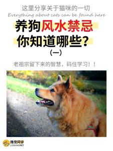 養狗的家居風水禁忌