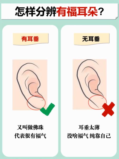 從耳朵的垂珠即耳垂看人的性格與命運