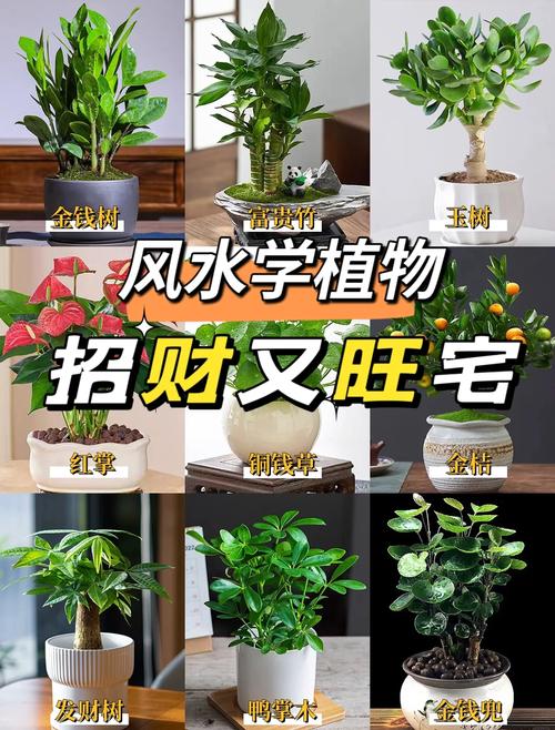 家里最旺財的十種盆栽 擺什么盆栽招財又旺宅
