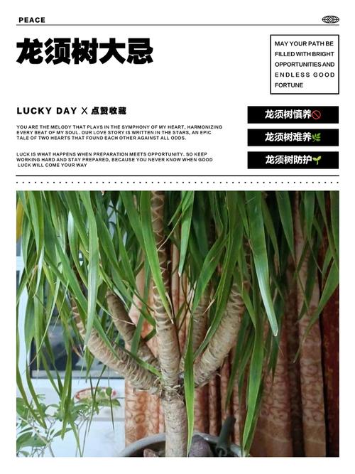 龍須樹放客廳會(huì)破財(cái)嗎 堪輿宜忌解讀