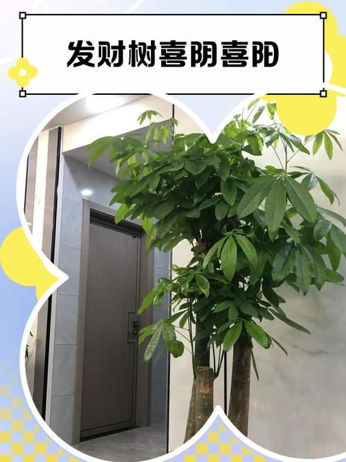 招財樹放陽臺好還是放室內好  喜陽宜擺在陽臺