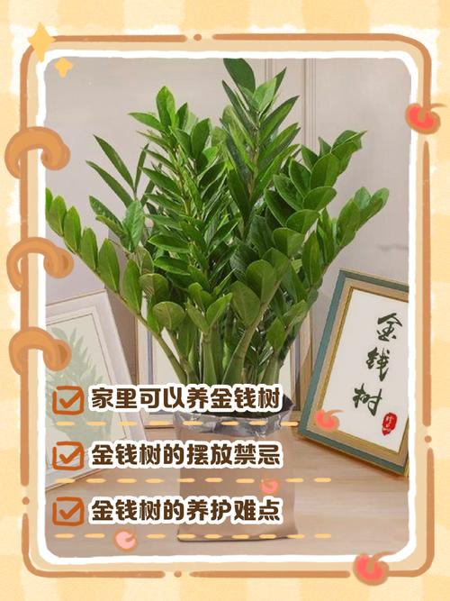 為什么招財樹的聚財效果不好？原因在于位置沒擺對！