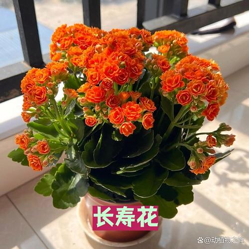 假花會導致破財嗎？會危害婚姻運勢嗎？
